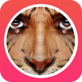 Animal Face photo Editor
