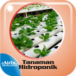 Tanaman Hidroponik Sederhana