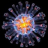 Swine flu Information