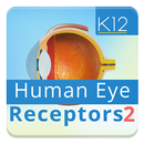 Human Eye Anatomy II APK