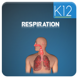 Cellular Respiration Process APK
