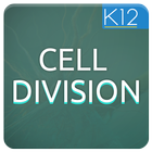 Process of Cell Division icon