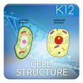 Biology Cell Structure