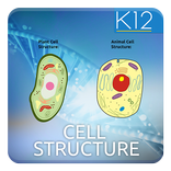 Biology Cell Structure