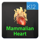 Mammalian Heart APK