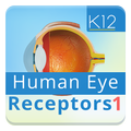 Human Eye Anatomy I