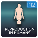 Reproduction in Humans APK