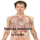 Human Anatomy System icône