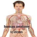 Human Anatomy System