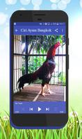 Ciri-ciri Ayam Bangkok Istimewah Affiche