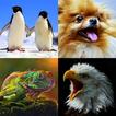 Guess the Animal Trivia Quiz