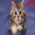 Cute Wallpapers