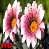 Flower live Wallpapers icon