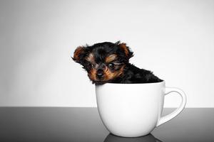 Yorkshire Terrier Wallpaper HD स्क्रीनशॉट 2