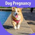 Dog Pregnancy