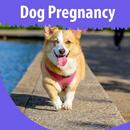 Dog Pregnancy APK