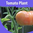 Tomato Plant icône