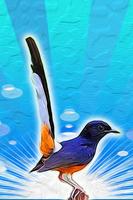 Bird Sounds Ringtone AZ 截图 1