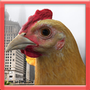 Escape Chicken Simulator aplikacja