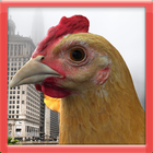 Escape Chicken Simulator আইকন