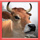 APK 3D Cow Game