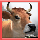 3D Cow Game আইকন