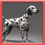 Dalmatian 3D Simulator
