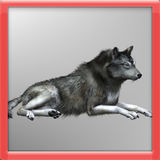 Forest Wolf 3D ไอคอน