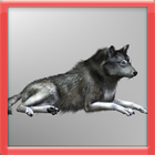 Forest Wolf 3D آئیکن