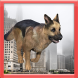 ”German Shepherd Simulator