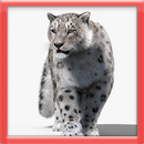 Życie Leoparda aplikacja
