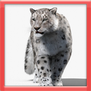 Leopard Life APK