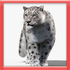 Leopard Life-icoon