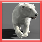 الدب القطبي تشغيل هيل أيقونة