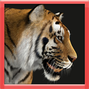 The 3D Tiger Simulator APK