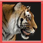 The 3D Tiger Simulator biểu tượng