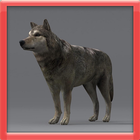 Muscle Wolf Simulation icon