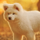 akita wallpapers icon