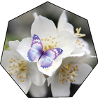 White Flowers Wallpaper Live icon