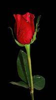 Red Rose Live Wallpaper bài đăng