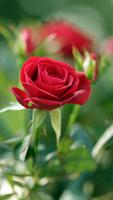 Red Rose Live Wallpaper ảnh chụp màn hình 1
