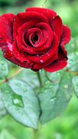 Red Rose Live Wallpaper ảnh chụp màn hình 3