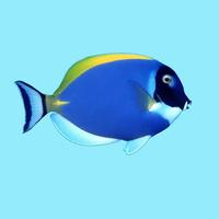 Grumpy Fish - Permainan Ikan capture d'écran 1