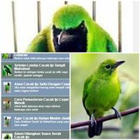 Perawatan Burung Cucak Ijo اسکرین شاٹ 3