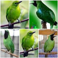 Perawatan Burung Cucak Ijo ภาพหน้าจอ 1