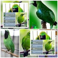 Perawatan Burung Cucak Ijo ภาพหน้าจอ 2