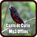 Canto de Curio Mp3 Offline icône