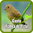 Canto Fêmea de Tiziu Mp3 Offline APK