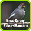 Kicau Poksay Mandarin Mp3 Offline APK