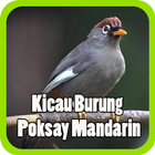 Kicau Poksay Mandarin Mp3 Offline icône